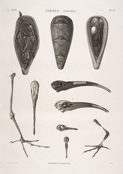 Ibis mummies, Description de l'Egypte (Linda Hall Library)