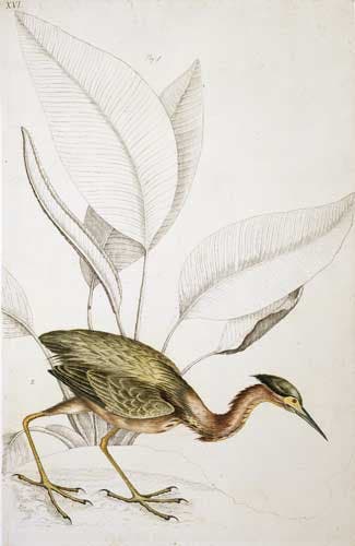 Thalia plant and green heron, ink drawing with watercolor, by William Bartram, ca 1774, Natural History Museum, London (nhm.ac.uk)