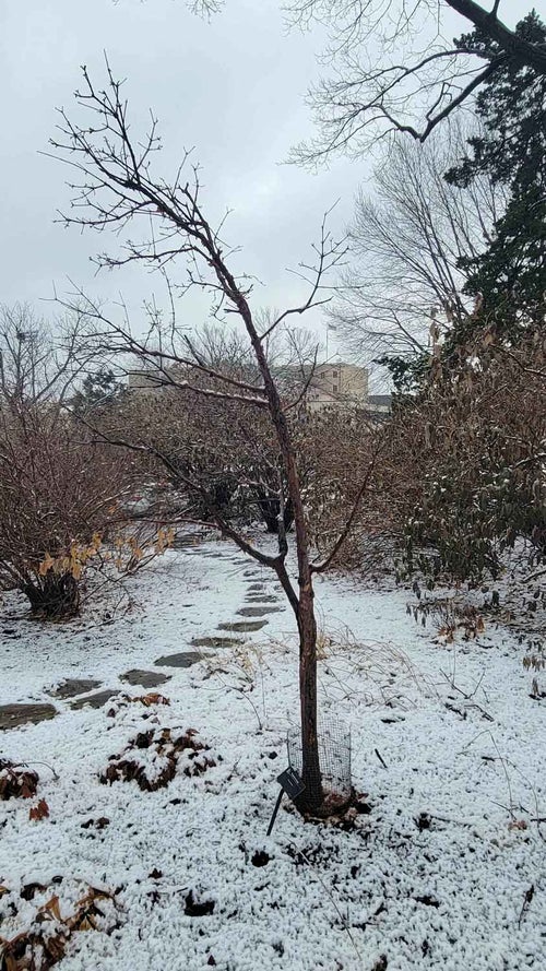 Paperbark Maple winter