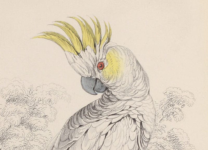 Lesser Sulphur-crested Cockatoo, detail, by Edward Lear, engraved by William Lizars, then hand-colored, in Natural History of Parrots, by Prideaux John Selby (Naturalist’s Library, Ornithology, vol. 6), 1836 (Linda Hall Library)