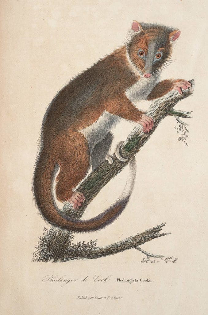 Cuscus, hand-colored lithograph, in René Lesson,