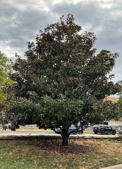 Southern Magnolia summer