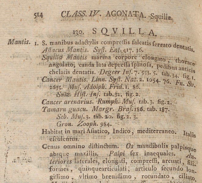  Entry on Squilla mantis in Johann C. Fabricius, Species insectorum, 1781, citing Markgraf (Linda Hall Library)