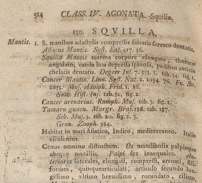 Entry on Squilla mantis in Johann C. Fabricius, Species insectorum, 1781, citing Markgraf (Linda Hall Library)