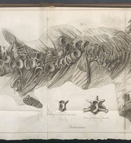 Nearly complete skeleton of an Ichthyosaurus found by Mary Anning in 1818, engraved by Jame Basire II after a drawing by William Clift, published with two papers by Everard Home in the Philosophical Transactions of the Royal Society of London, vol. 109, 1819 (Linda Hall Library)
