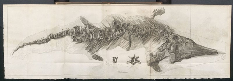 Nearly complete skeleton of an Ichthyosaurus found by Mary Anning in 1818, engraved by Jame Basire II after a drawing by William Clift, published with two papers by Everard Home in the Philosophical Transactions of the Royal Society of London, vol. 109, 1819 (Linda Hall Library)