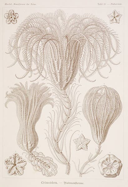 Crinoids, tinted lithograph, in Kunstformen der Natur, by Ernst Haeckel, plate 20, 1899-1904 (Linda Hall Library)