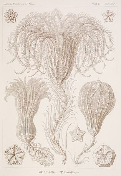 Crinoids, tinted lithograph, in Kunstformen der Natur, by Ernst Haeckel, plate 20, 1899-1904 (Linda Hall Library)