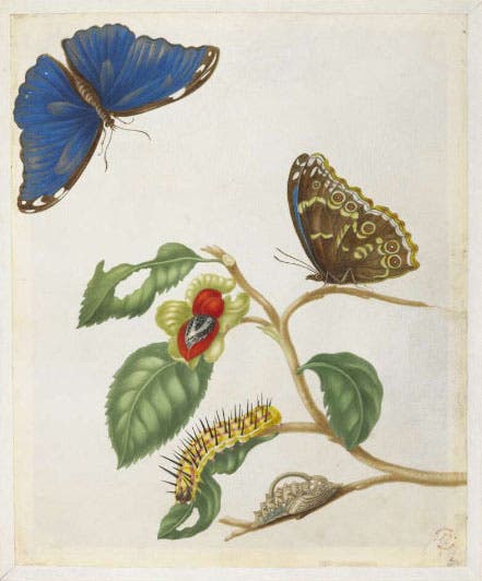 One of 91 watercolors by Maria Merian in an album acquired by Hans Sloane and bequeathed to the British Museum; this one shows the Morpho Menelaus butterfly (britishmuseum.org)