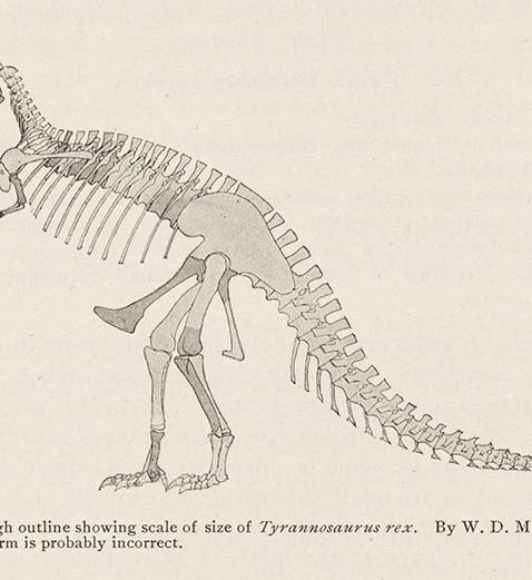 Reconstruction on paper of <i>Tyrannosaurus rex</i>, discovered by Barnum Brown and named by Osborn in this paper, <i>Bulletin of the AMNH</i>, 1905 (Linda Hall Library).