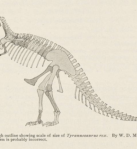 Reconstruction on paper of <i>Tyrannosaurus rex</i>, discovered by Barnum Brown and named by Osborn in this paper, <i>Bulletin of the AMNH</i>, 1905 (Linda Hall Library).