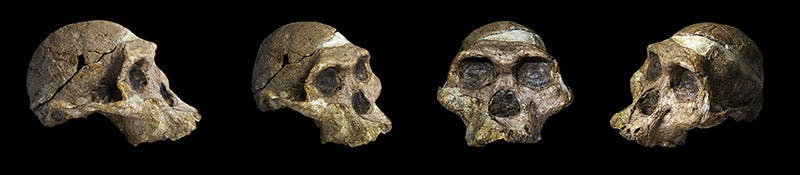 Four views of the skull of “Mrs. Ples,” STS 5, an adult Australopithecus found by Robert Broom in 1947 at Sterkfontein cave, Ditsong National Museum of Natural History, Pretoria, South Africa (Wikimedia commons)