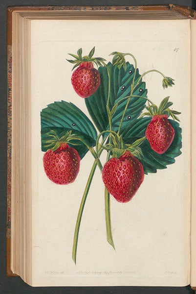 “Old Pine or Carolina strawberry”, drawn by Augusta Withers, engraved by W. Clark and S. Watts, in John Lindley, Pomologia Britannica, 1841 (Linda Hall Library)