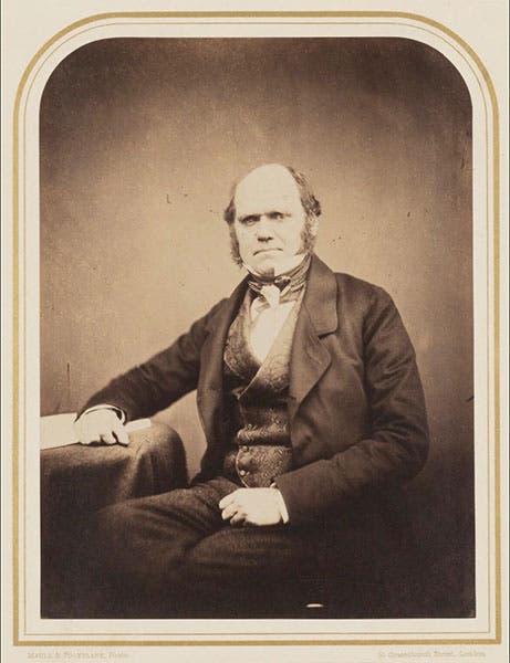 Portrait of Charles Darwin, albumen print, ca 1855, National Portrait Gallery, London (npg.org.uk)