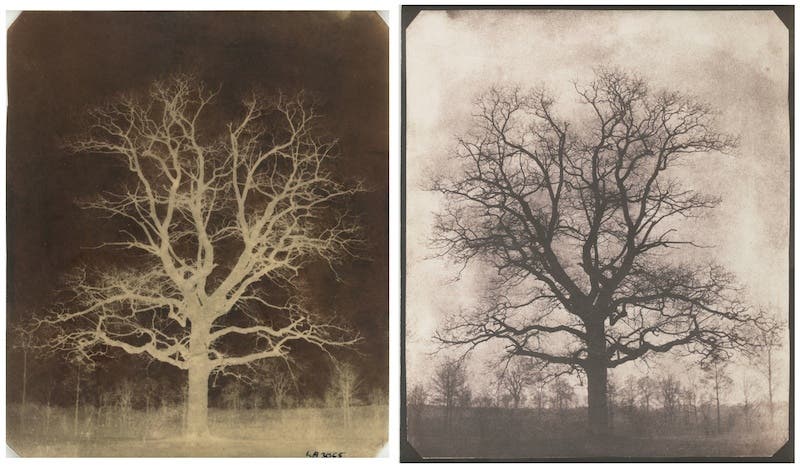 “Oak Tree in Winter,” calotype and salt print by Henry Fox Talbot, 1842-3 (objectively-speaking.com)