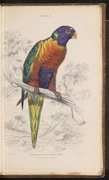 Blue-bellied Lorikeet, by Edward Lear, engraved by William Lizars, then hand-colored, in Natural History of Parrots, by Prideaux John Selby (Naturalist’s Library, Ornithology, vol. 6), 1836 (Linda Hall Library)