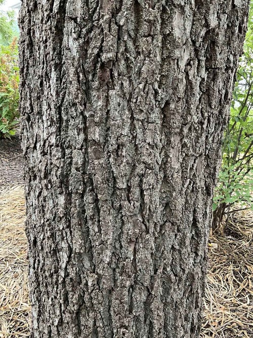 Black Walnut bark
