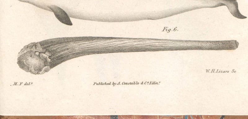 Detail of plate showing the milk tusk of a common narwhal, with signatures of “M.F.” (Melville Fleming, artist) and William H. Lizars (engraver), in The Philosophy of Zoology, by John Fleming, plate 1, 1822 (Linda Hall Library)