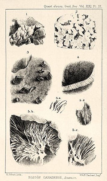 Microscopic views of what John William Dawson claimed to be an ancient life form, Eozoön canadense, lithograph accompanying "On the structure of certain organic remains in the Laurentian limestones of Canada," Quarterly Journal of the Geological Society of London, 1865 (Linda Hall Library)