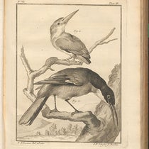 Kingfisher and a long-beaked Gracula, engraving in Spicilegia zoologica, by Peter Simon Pallas, vol. 2, fasc. 6, plate 2, 1769 (Linda Hall Library)