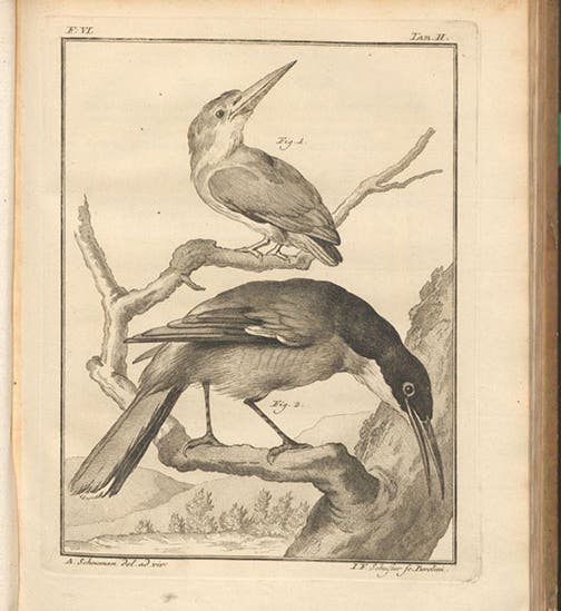 Kingfisher and a long-beaked Gracula, engraving in Spicilegia zoologica, by Peter Simon Pallas, vol. 2, fasc. 6, plate 2, 1769 (Linda Hall Library)