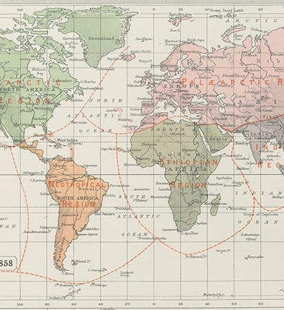 Map of the six world regions of animals, according to Philip Lutley Sclater, 1858, detail of our fourth image, top left (Linda Hall Library)