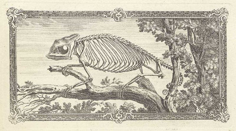 The skeleton of a chameleon, engraved headpiece for chapter 6, Osteographia, or the Anatomy of the Bones, by William Cheselden, 1733, National Library of Medicine (nlm.nih.gov)