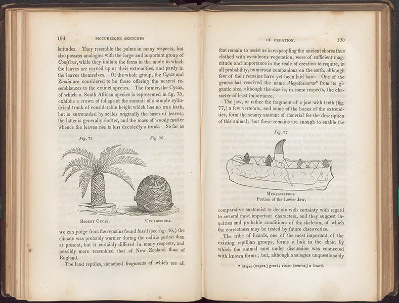 Cycads, and the original Megalosaurus jaw, David Ansted, Ancient World, 1847 (Linda Hall Library)