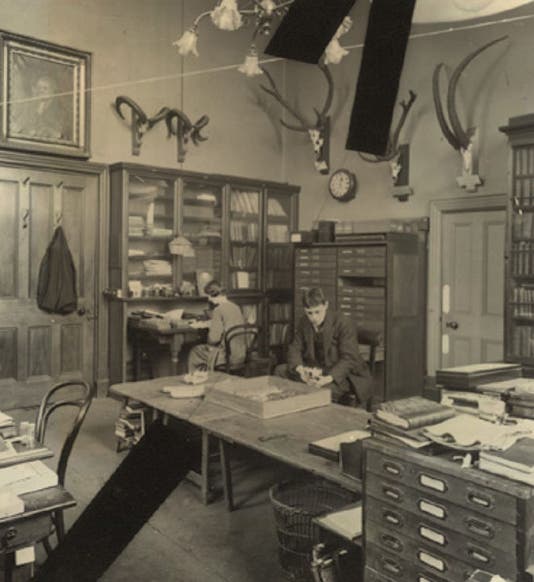 Martin Hinton at work in the zoology rooms at the Natural History Museum, London, 1924 (historylinksarchive.org.uk)