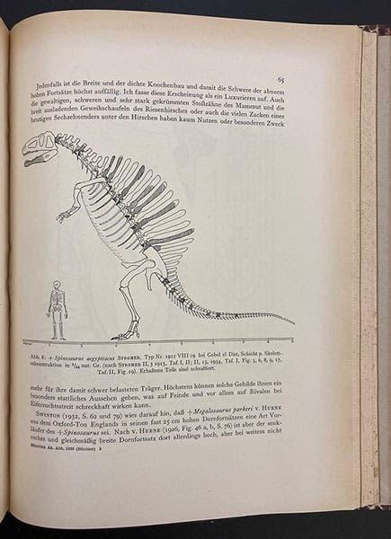 Reconstruction of Spinosaurus, by Ernst Stromer, in Abhandlungen der Königlichen Bayerischen Akademie der Wissenschaften, vol. 33, 1936 (Linda Hall Library)