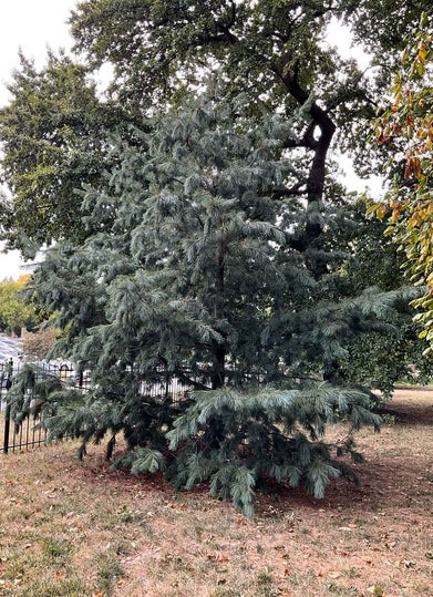 Limber Pine summer