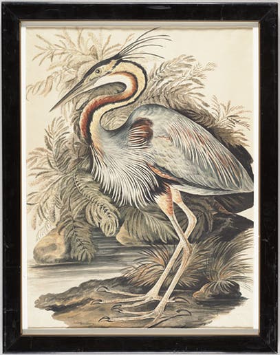 Purple heron, by Elizabeth Gwillim, watercolor, 1801-07, McGill Library Archival Collection (archivalcollections.library.mcgill.ca)