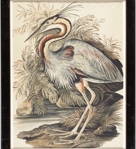 Purple heron, by Elizabeth Gwillim, watercolor, 1801-07, McGill Library Archival Collection (archivalcollections.library.mcgill.ca)