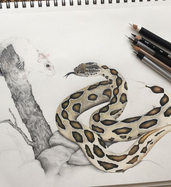 “Russell’s Viper with Palm Rat,” a work in progress, Melissa Dehner, 2020