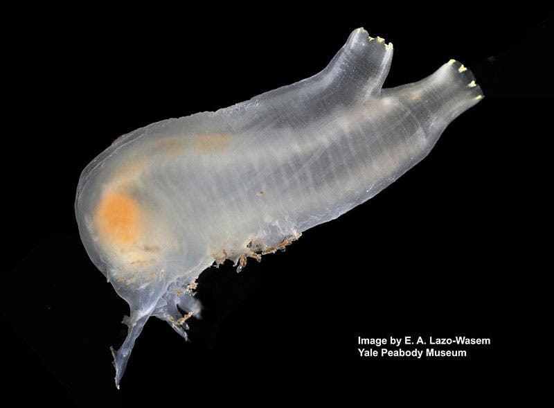 Ciona intestinalis, a tunicate that Paul Kammerer experimented upon (Wikimedia commons)