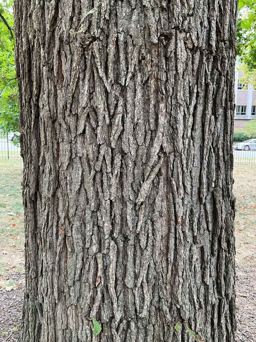 Burr Oak bark