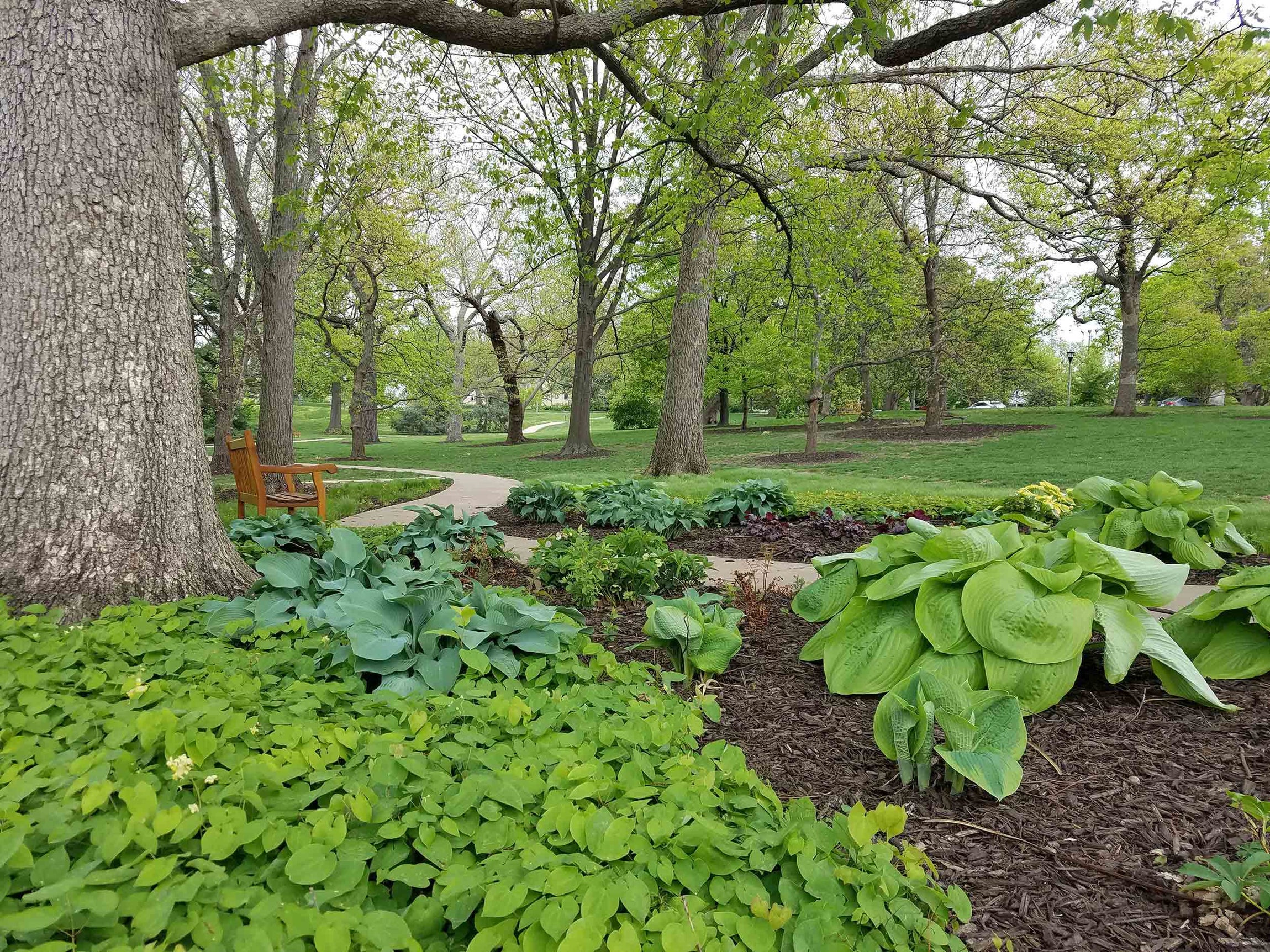 Linda Hall Library arboretum viburnums