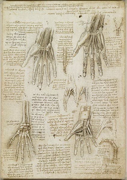 Tendons and bones of the hand; black chalk, pen and ink, wash on paper; by Leonardo da Vinci, ca 1510-11, no. 919009, Royal Library, Windsor (rct.uk)