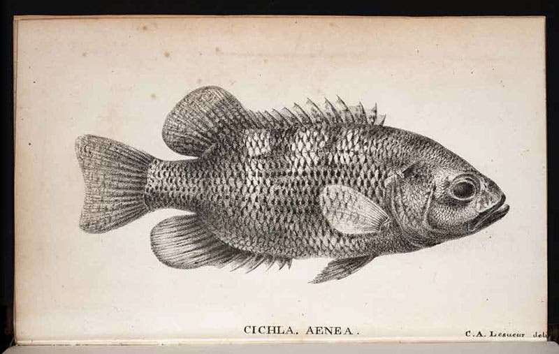 Cichla aenea, lithograph of a fish by Charles Lesueur, Journal of the Academy of Natural Sciences of Philadelphia, vol. 2, 1821-22 (Linda Hall Library)