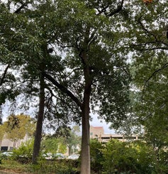 Sawtooth Oak summer