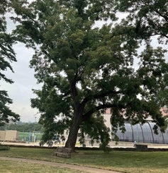 Black Walnut summer