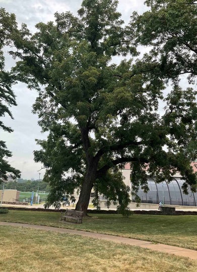 Black Walnut summer