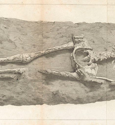 The Guadaloupe skeleton, found on the isle of Grande-Terre in Guadeloupe and given to the British Museum, engraved plate, from Charles Konig’s article in the <i>Philosohical Transactions</i> of the Royal Society of London,1814 (Linda Hall Library) 