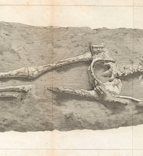 The Guadaloupe skeleton, found on the isle of Grande-Terre in Guadeloupe and given to the British Museum, engraved plate, from Charles Konig’s article in the <i>Philosohical Transactions</i> of the Royal Society of London,1814 (Linda Hall Library)
