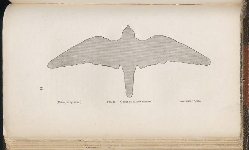 Peregrine falcon silhouette, Louis Mouillard, L'Empire de l'Air, 1881 (Linda Hall Library)