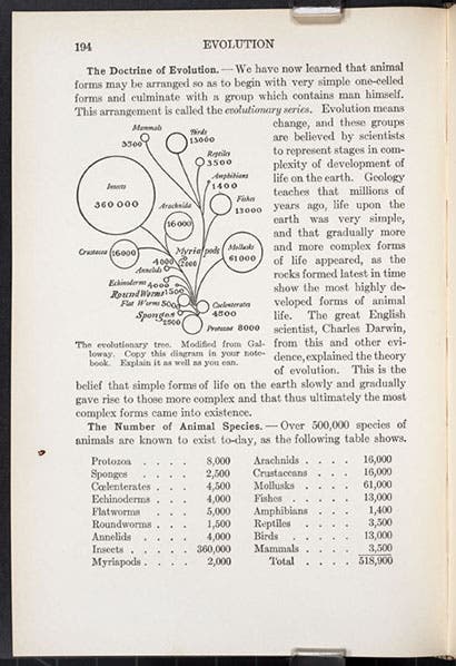 Page 194 of A Civic Biology, by George W. Hunter, with diagram of an evolutionary tree (see first image for detail), 1914 (Linda Hall Library)