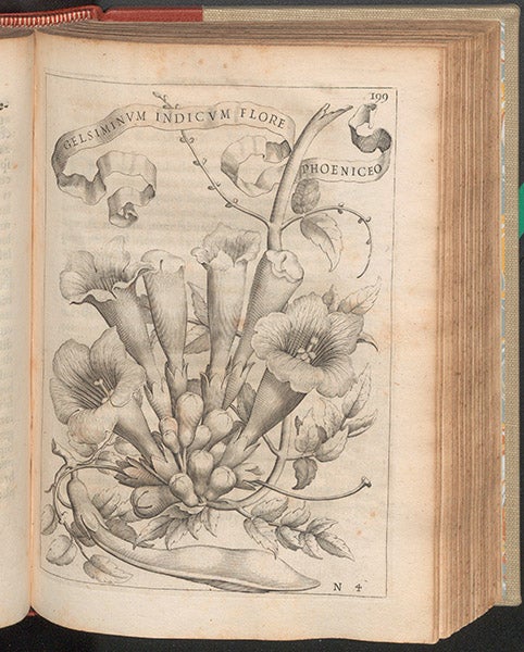 Gelsiminum indicum, a trumpet vine, engraving, in Giovanni Battista Ferrari, De florum cultura, 1633 (Linda Hall Library)