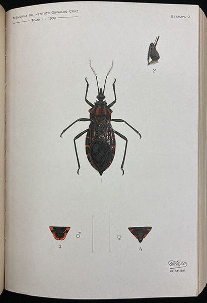 Benchuca bug, painting by Manuel de Castro Silva, Memorias do Instituto Oswaldo Cruz, vol. 1, plate 9, 1909 (Linda Hall Library)