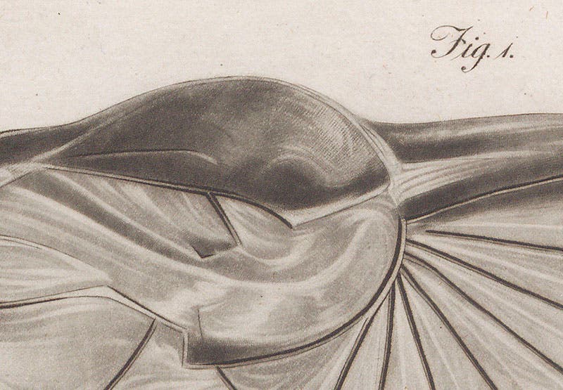 Detail of first image, the wing of an earwig, revealing the faint marks of the mezzotint rocker (Linda Hall Library)