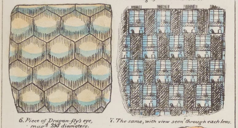 View of her room through the compound eye of a dragonfly, detail of hand-colored lithograph, Sketches with the Microscope: In a Letter to a Friend, by Mary Ward, plate 12, p. 36, 1857 (Linda Hall Library)